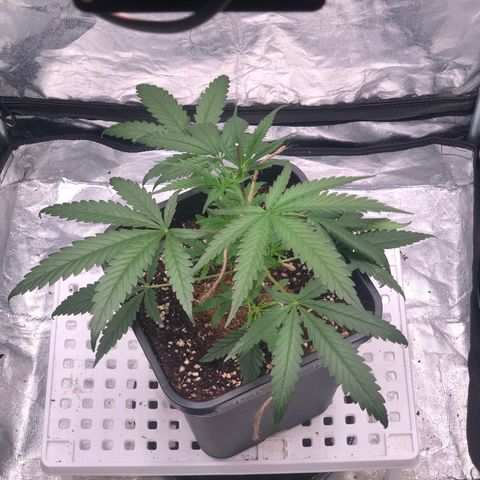 Washing Machine ☢️💦 growlog timeline photo