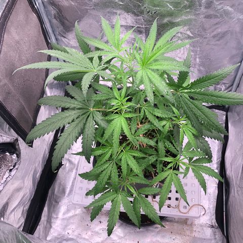Washing Machine ☢️💦 growlog timeline photo