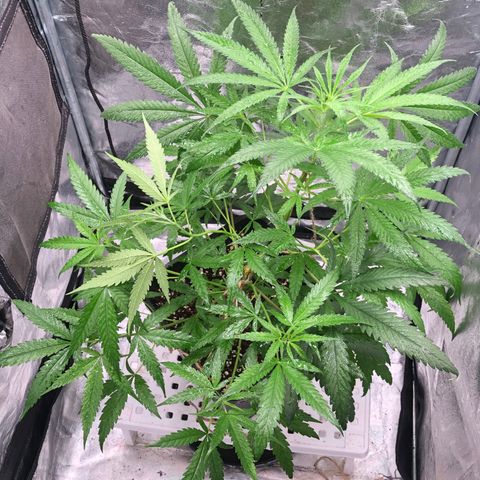 Washing Machine ☢️💦 growlog timeline photo
