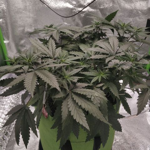 Неизвестный генетический growlog photo: Имеет темно-зеленый цвет листьев. На старых листочках коричневые пятна