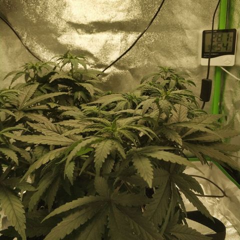 Неизвестный генетический growlog photo: Начал рост после топпинга спустя неделю стресса