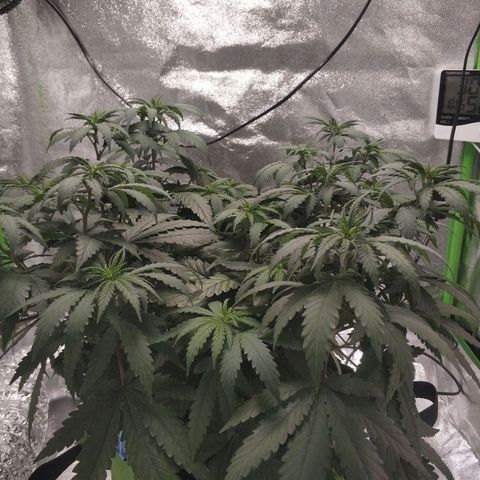 Неизвестный генетический growlog photo: Всю неделю был рост