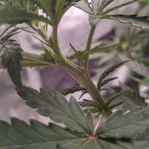 Неизвестный генетический growlog photo: Ну что, у меня появились первые усики. Поздравляю.  Стадия цветения уже близко