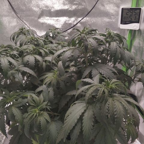 Неизвестный генетический growlog photo: После полива
Выглядит как с перелива, но через 30 листочки поднимаются