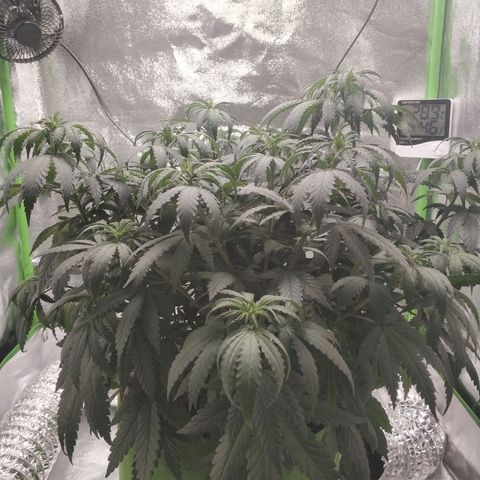 Неизвестный генетический growlog photo: После полива