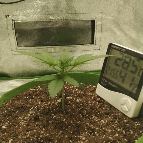 Неизвестный генетический growlog timeline photo