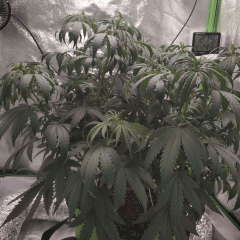 Неизвестный генетический growlog timeline photo