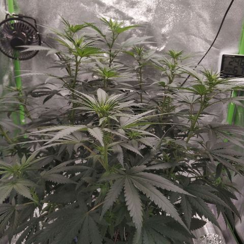 Неизвестный генетический growlog photo: Усики растут