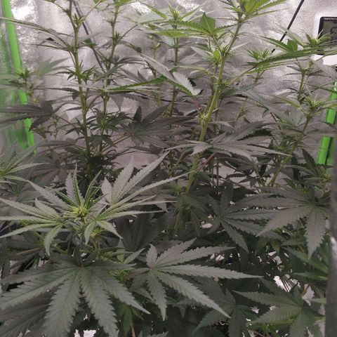 Неизвестный генетический growlog photo: Вытянулся см на 10 за неделю