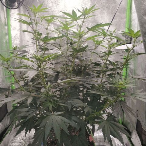 Неизвестный генетический growlog photo: Вытянулся см на 10 за неделю