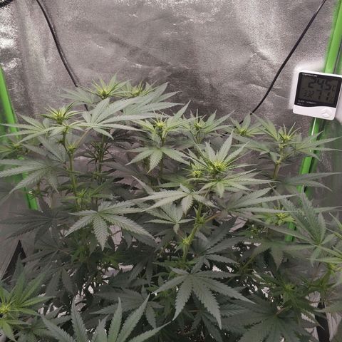 Неизвестный генетический growlog photo: Вытянулся см на 10 за неделю