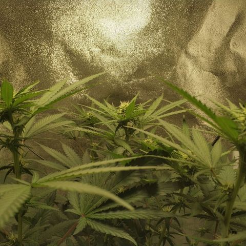Неизвестный генетический growlog timeline photo