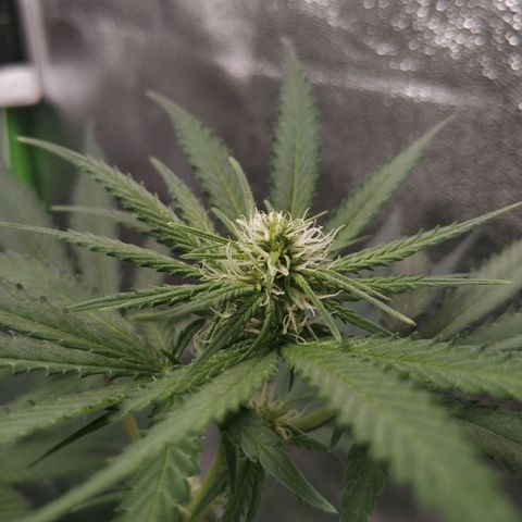 Неизвестный генетический growlog timeline photo