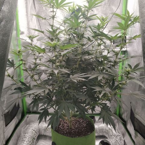 Неизвестный генетический growlog timeline photo