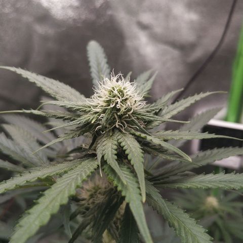 Неизвестный генетический growlog photo: Колы стали больше но не сильно увеличелись в размере. Видно, что стали плоднее и толще. Рост в высоту сильно замедлился. На новых листьях появились трихомы в большом количестве. Трихомы прозрачные
