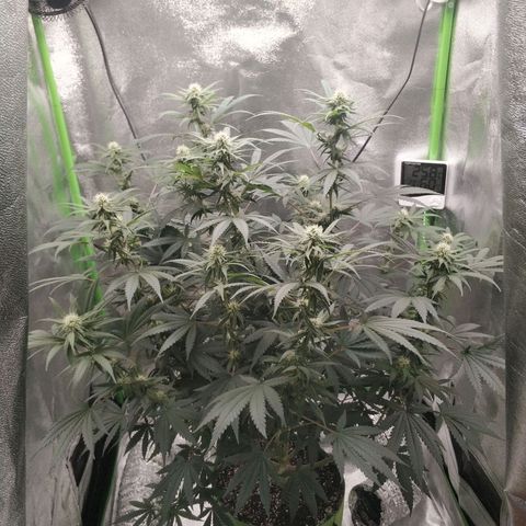 Неизвестный генетический growlog photo: Колы стали больше но не сильно увеличелись в размере. Видно, что стали плоднее и толще. Рост в высоту сильно замедлился. На новых листьях появились трихомы в большом количестве. Трихомы прозрачные