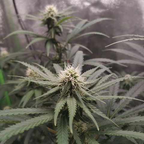Неизвестный генетический growlog photo: Колы стали больше но не сильно увеличелись в размере. Видно, что стали плоднее и толще. Рост в высоту сильно замедлился. На новых листьях появились трихомы в большом количестве. Трихомы прозрачные