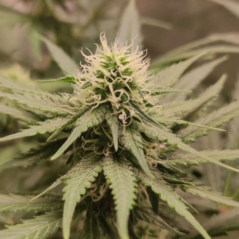 Неизвестный генетический growlog timeline photo