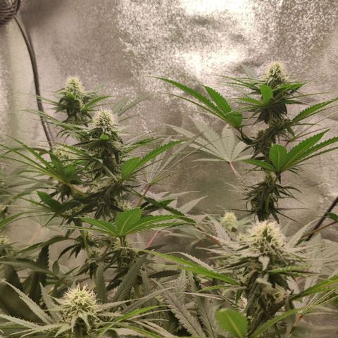 Неизвестный генетический growlog timeline photo