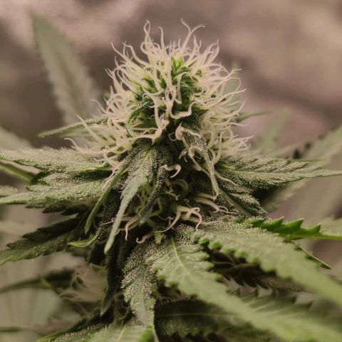Неизвестный генетический growlog timeline photo