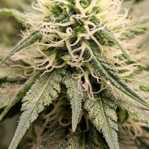 Неизвестный генетический growlog timeline photo