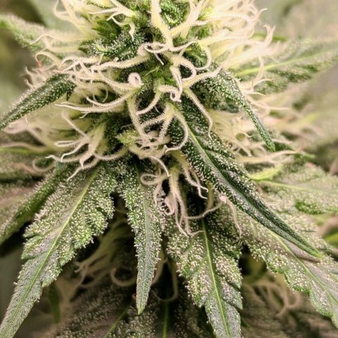 Неизвестный генетический growlog timeline photo