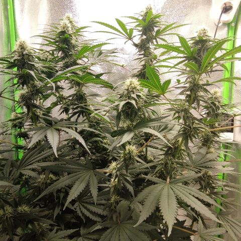 Неизвестный генетический growlog timeline photo