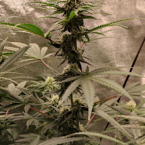 Неизвестный генетический growlog timeline photo