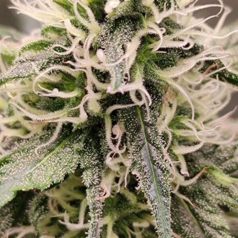 Неизвестный генетический growlog photo: Все хорошо со здоровьем. Колы увеличиваются