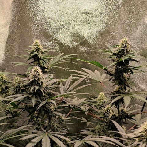 Неизвестный генетический growlog photo: Все хорошо со здоровьем. Колы увеличиваются