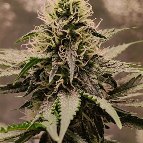 Неизвестный генетический growlog photo: Все хорошо со здоровьем. Колы увеличиваются