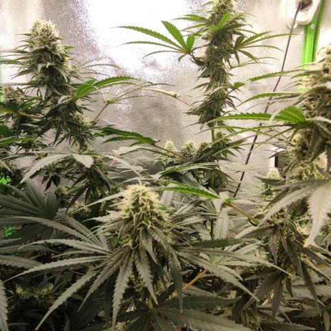 Неизвестный генетический growlog photo: Рост есть, но не большой. В целом уже трихоми мутнеют. Жду ржавчины и ставлю на два дня в темноту