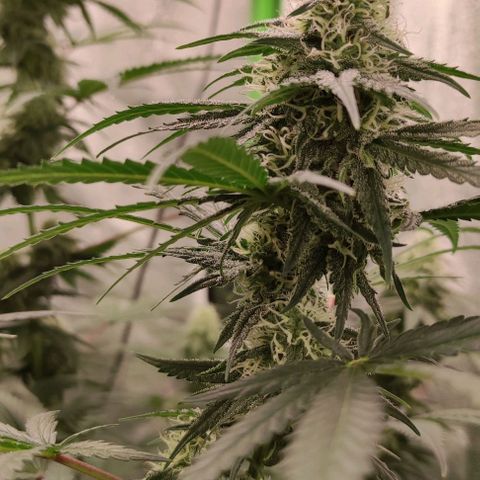 Неизвестный генетический growlog photo: Рост есть, но не большой. В целом уже трихоми мутнеют. Жду ржавчины и ставлю на два дня в темноту