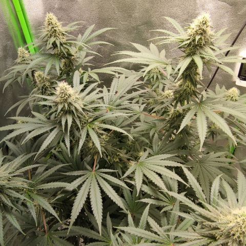 Неизвестный генетический growlog photo: Рост есть, но не большой. В целом уже трихоми мутнеют. Жду ржавчины и ставлю на два дня в темноту