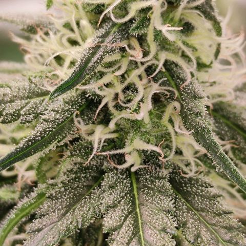 Неизвестный генетический growlog photo: Рост есть, но не большой. В целом уже трихоми мутнеют. Жду ржавчины и ставлю на два дня в темноту