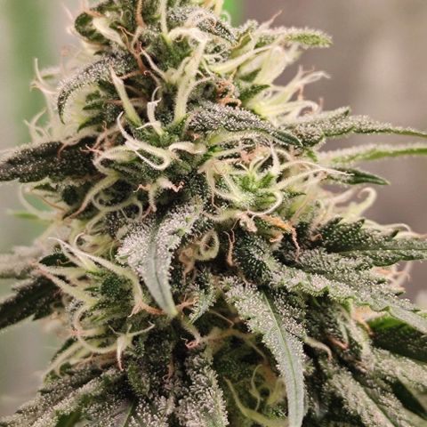 Неизвестный генетический growlog timeline photo