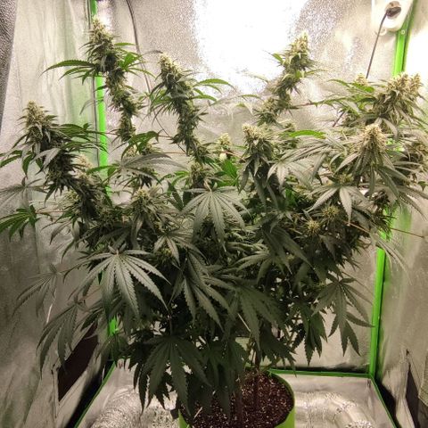 Неизвестный генетический growlog timeline photo