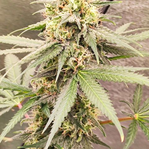 Неизвестный генетический growlog photo: Выглядит зрелой, но много прозрачных трихом. Ждём молока с янтарем