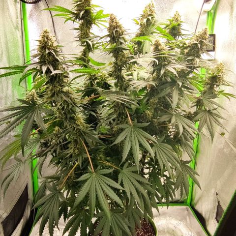 Неизвестный генетический growlog photo: Выглядит зрелой, но много прозрачных трихом. Ждём молока с янтарем