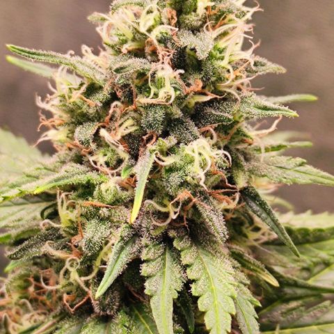 Неизвестный генетический growlog photo: Выглядит зрелой, но много прозрачных трихом. Ждём молока с янтарем