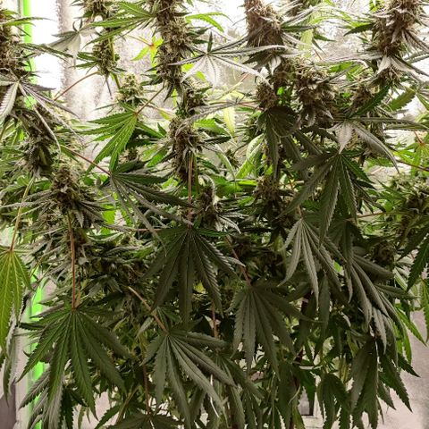Неизвестный генетический growlog photo: Фотки до и после маникюринга