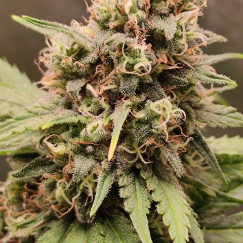 Неизвестный генетический growlog photo: Фотки до и после маникюринга