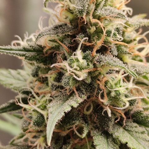 Неизвестный генетический growlog photo: Фотки до и после маникюринга