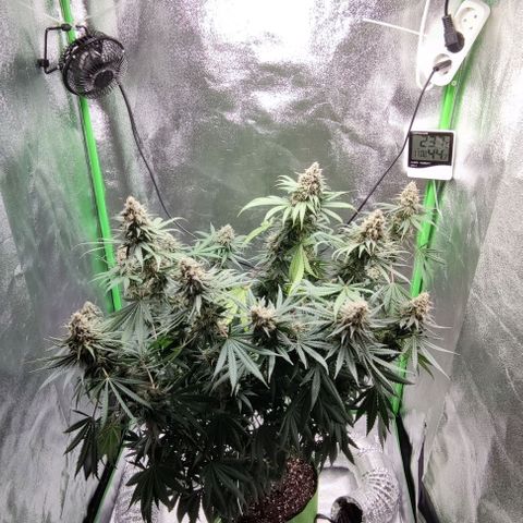 Неизвестный генетический growlog photo: Фотки до и после маникюринга