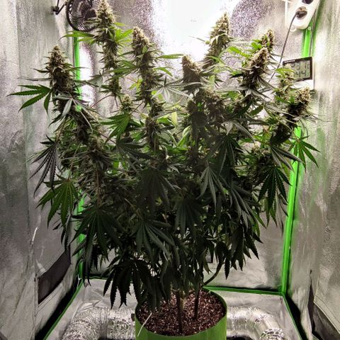 Неизвестный генетический growlog photo: Фотки до и после маникюринга