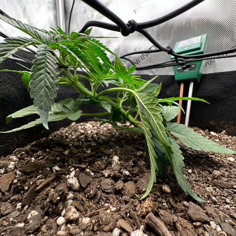 Mrs runtz  growlog timeline photo