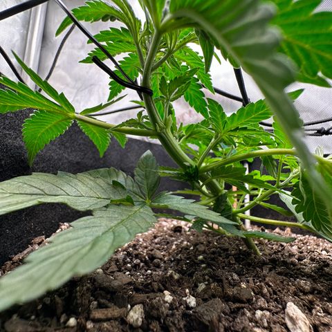 Mrs runtz  growlog timeline photo