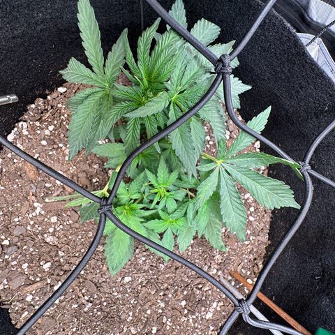 Mrs runtz  growlog timeline photo