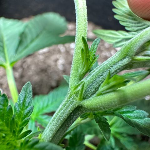 Mrs runtz  growlog timeline photo