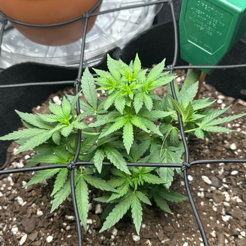 Mrs runtz  growlog timeline photo